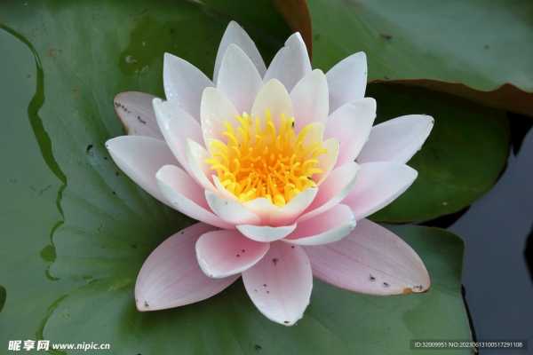 莲花寺第十签，塔罗牌占卜的,象征,挑战,寺庙,第1张