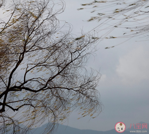 梦见大风吹树，预示生活与自然的深层寓意,象征,命运,事业,第1张