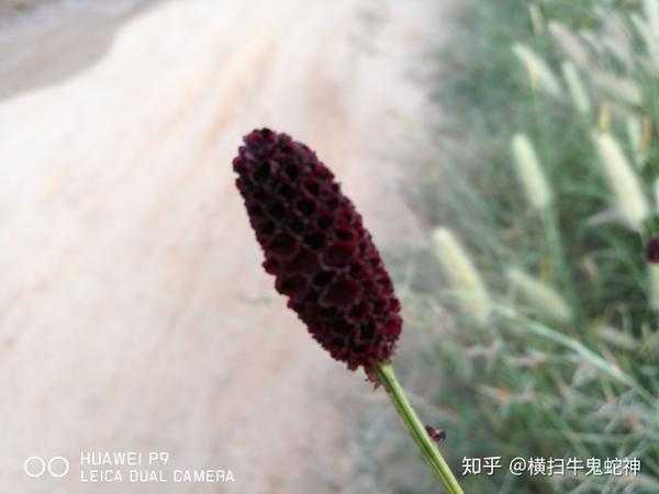 十二星座，的花儿，哪一朵最适合你？,象征,事业,挑战,第1张