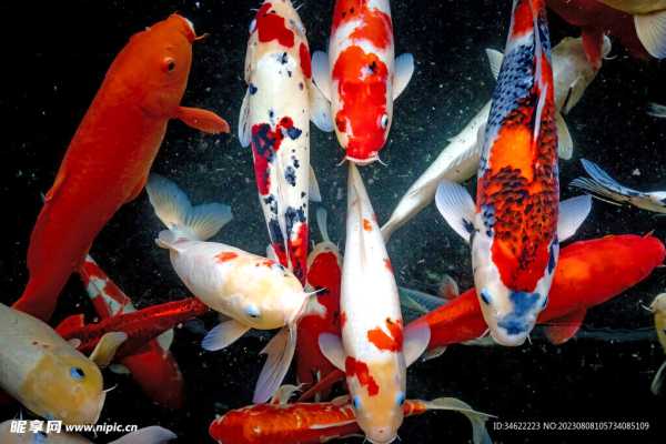 锦鲤——水中灵兽,寓意中的之选,象征,事业,希望,第1张 锦鲤——水中灵兽,寓意中的之选,象征,事业,希望,第1张