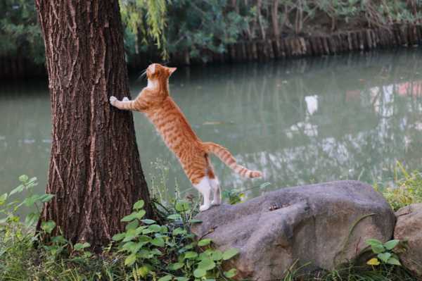 黑猫爬树，预兆与解梦的深层解析,象征,命运,挑战,第1张