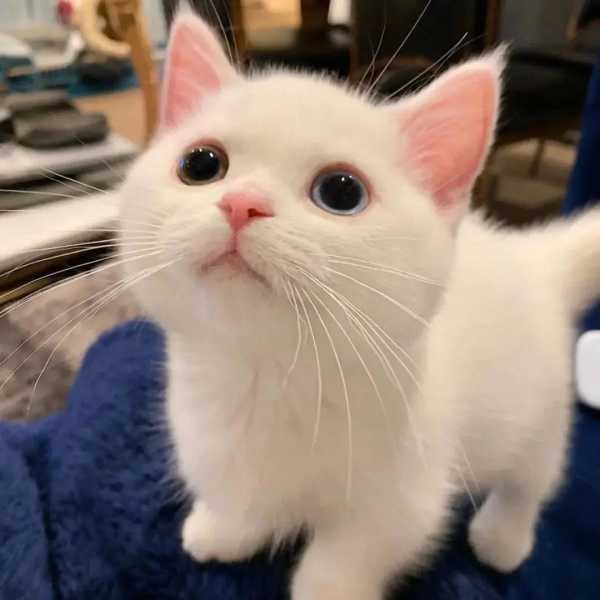 猫咪算命配乐，音乐与毛茸茸的神秘相遇,算命,第1张