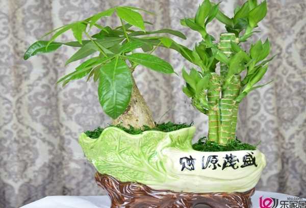 �树根，斧头的位置与布局解析,象征,能量,第1张