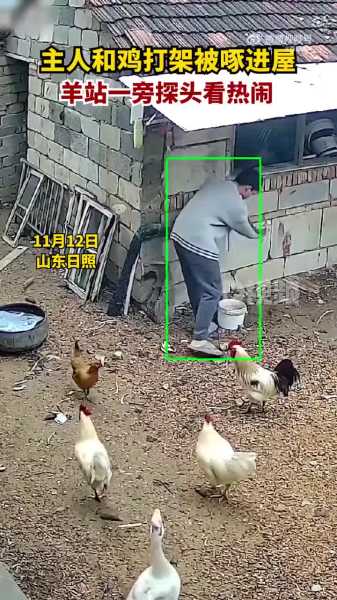 家中鸡打架吉凶，解读鸡群和谐的关键因素,健康状况,吉凶,第1张