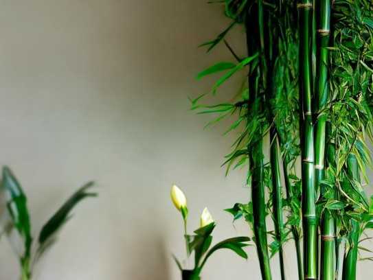 卧室放什么植物，助感情和事业的绿色象征,卧室放什么植物，助感情和事业的绿色象征,象征,事业,发财树,第1张