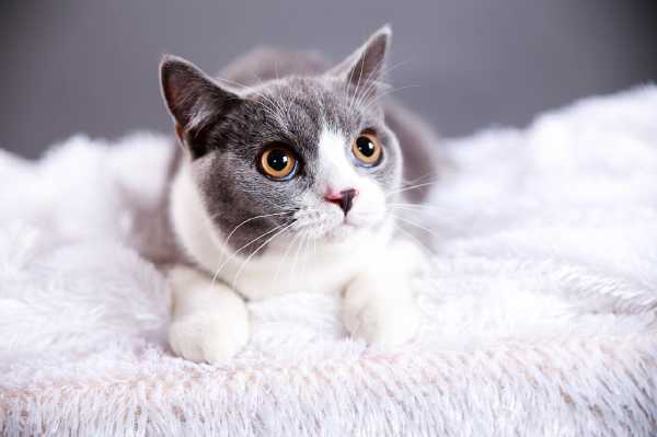 猫算命的配乐，神秘的音乐背后,象征,命运,算命,第1张
