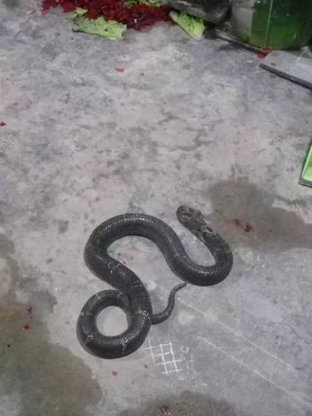 幼蛇进家门，解读这个神秘的象征意义,象征,事业,挑战,第1张