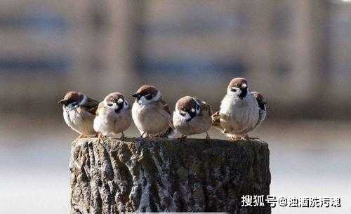 一早遇到麻雀，解读内心潜藏的机遇与,象征,挑战,解梦,第1张