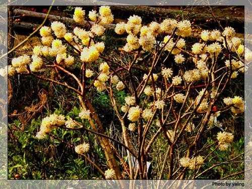 梦见黄花，解读梦境中的植物符号,象征,挑战,解梦,第1张