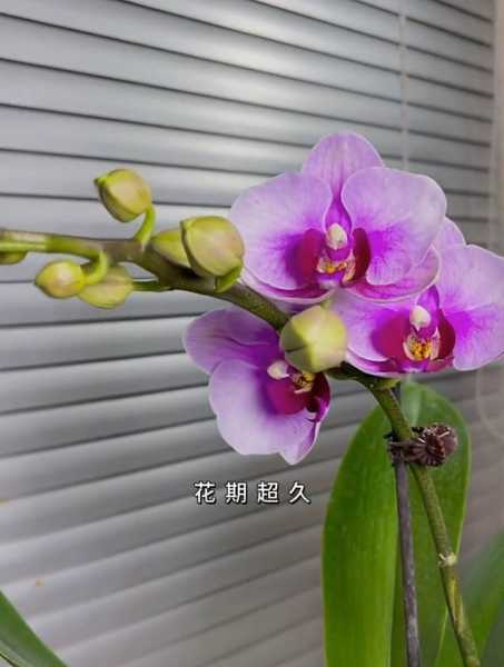 南方养花指南，选择适合的花卉提升运势,象征,第1张