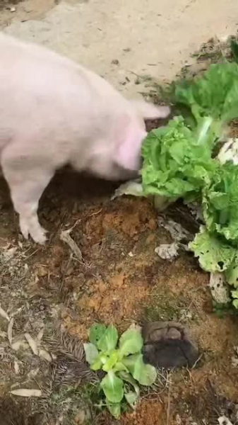 猪宝宝取名，传统文化与现代美学的结合,象征,命运,宝宝取名,第1张