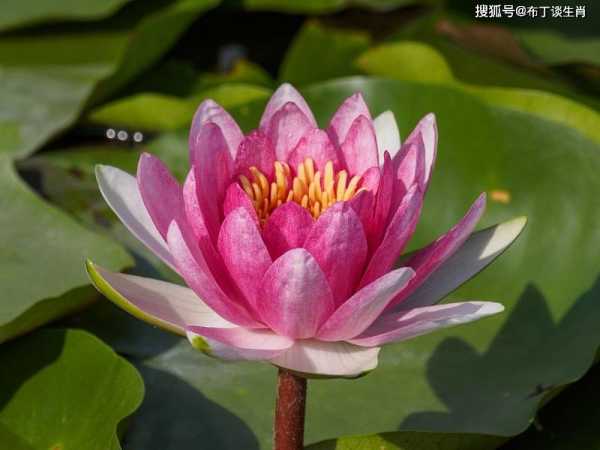 属猴人今年连连，事业与感情皆顺心！,事业,希望,合作,第1张