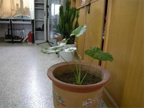 一、封门口放植物,象征,气场,能量,第1张