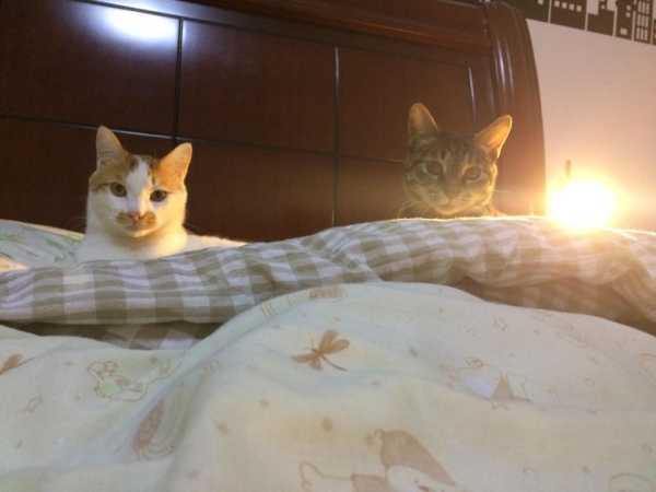 解梦猫咬裤腿，解读梦境中的隐秘,象征,挑战,解梦,第1张