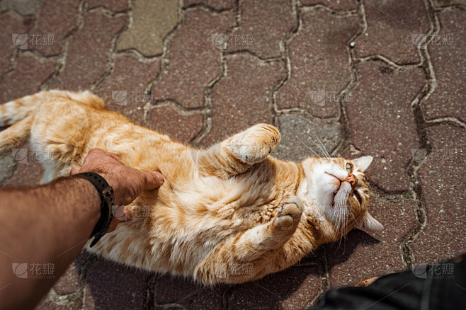 路上偶遇美猫，预兆与解梦全解析,象征,挑战,解梦,第1张