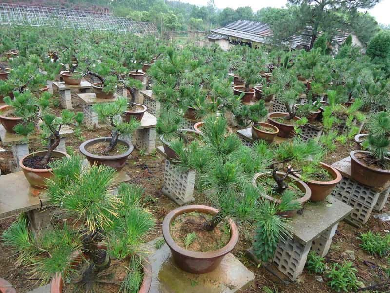 家庭盆栽黑松解析，如何通过黑松提升家居运势,象征,事业,气场,第1张