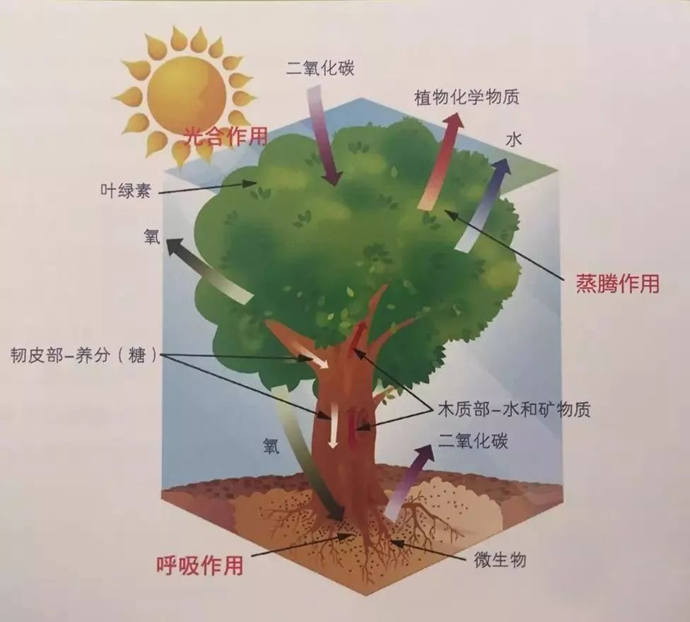 植物学，哪些植物能聚财养气，好,象征,事业,气场,第1张