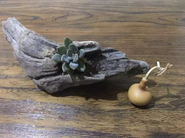 枯木发芽的签，解读与启示,象征,引导,第1张