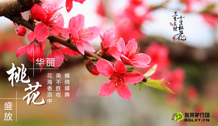 三月生肖运势解析，桃花运、健康运、财运全都有！,财运,桃花运,第1张