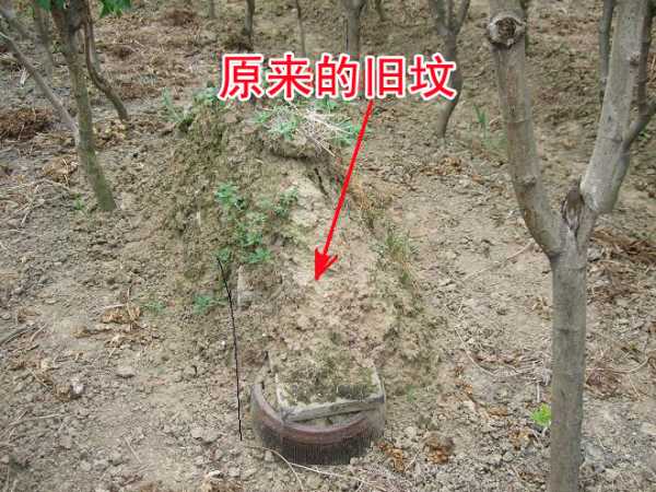 祖坟旁边放什么好呢？讲究助您平安顺利,象征,气场,财运,第1张