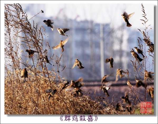 山上捡到麻雀，预兆与解梦,象征,挑战,解梦,第1张