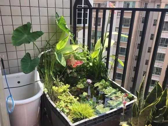 什么鱼缸造景好呢,象征,气场,风水布局,第1张