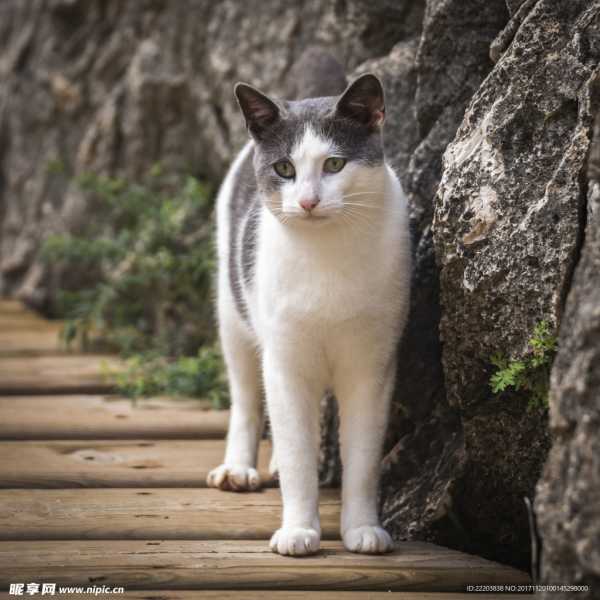 猫咪摸手算命，解读生命中的神秘信号,算命,第1张