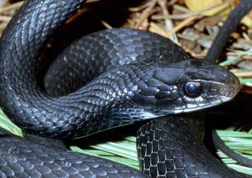 揭秘梦境中的大黑蛇,看到大黑蛇的预兆与解梦含义,象征,事业,解梦,第1张 揭秘梦境中的大黑蛇,看到大黑蛇的预兆与解梦含义,象征,事业,解梦,第1张