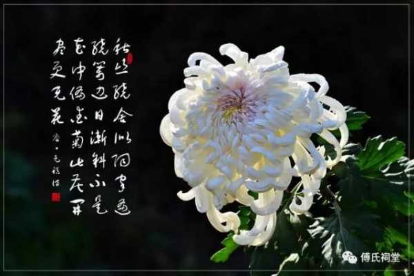 菊花算命，解读古老的文化符号,象征,命运,八字,第1张