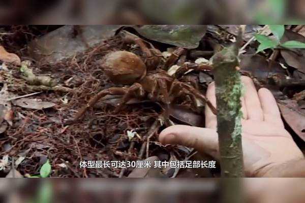 十二星座的精，智慧与神秘的力量,象征,挑战,十二星座,第1张