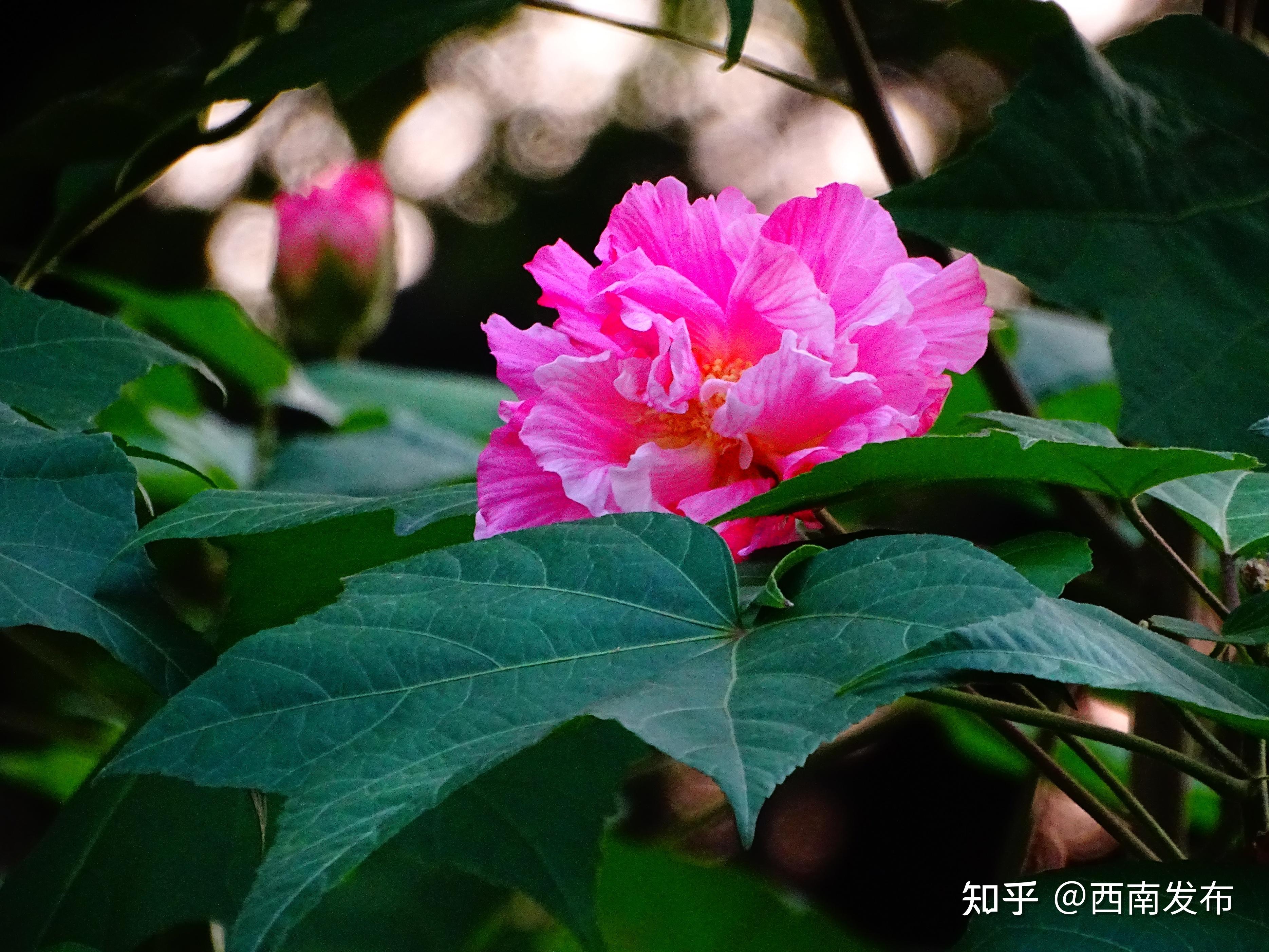 芙蓉寺，求签的历史与现状,文化传承,求签,寺庙,第1张