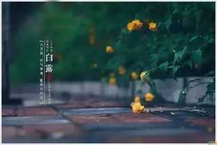 白露将至，生肖运势解析，机遇与并存,事业,挑战,自我,第1张