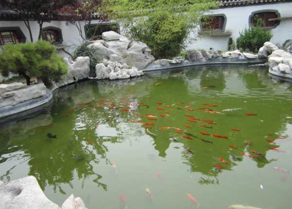 池塘旁边种什么树，选择与布局的讲究,象征,事业,能量,第1张