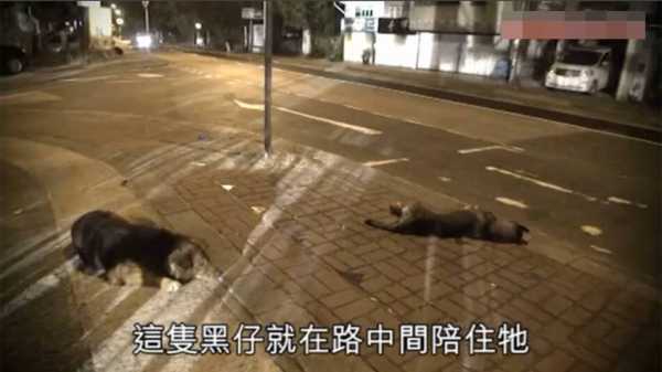 撞死条狗跑了，预兆与解梦解析,象征,事业,解梦,第1张