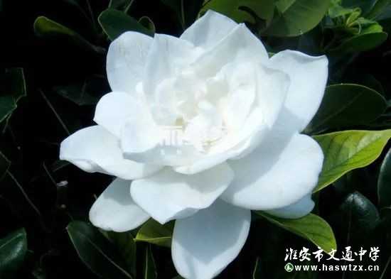 梦见栀子，预示美好与希望的象征,象征,事业,挑战,第1张