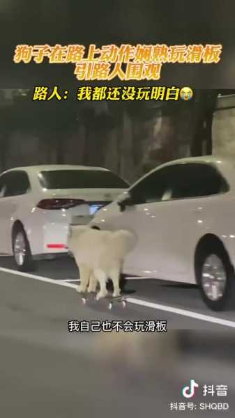 遇到狗子拉车，解读传统文化的深层象征意义,象征,事业,解梦,第1张