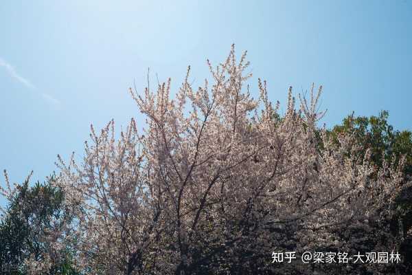 植物，界不可忽视的神秘力量,象征,气场,能量,第1张