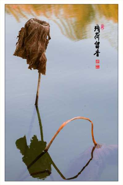 残荷映照的智慧，解读残荷的深层寓意,象征,挑战,自我,第1张