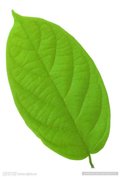 叶子名字，吉凶的秘密,象征,命运,吉凶,第1张