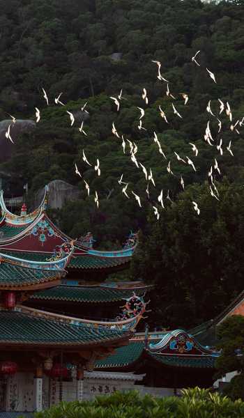 南普陀寺求签流程图示片，规范与的力量,象征,求签,寺庙,第1张