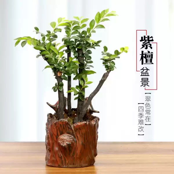 小叶紫檀种植方位，最佳种植区域与布局建议,象征,气场,风水布局,第1张