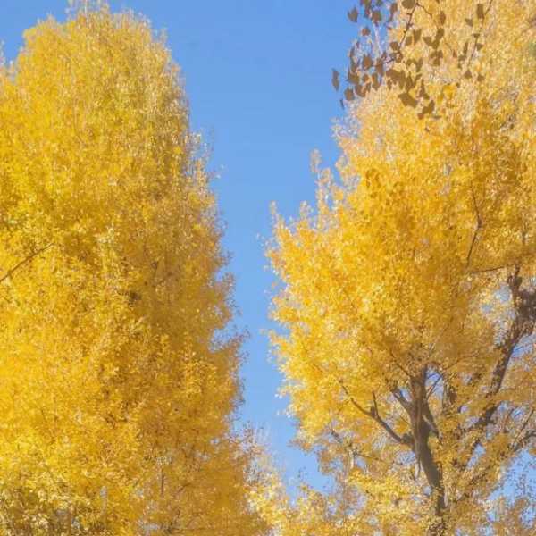 九月的收获季,吉日吉时的智慧与机遇,象征,事业,挑战,第1张 九月的收获季,吉日吉时的智慧与机遇,象征,事业,挑战,第1张