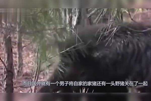 夜路看到野猪，预兆与解梦解析,象征,挑战,解梦,第1张