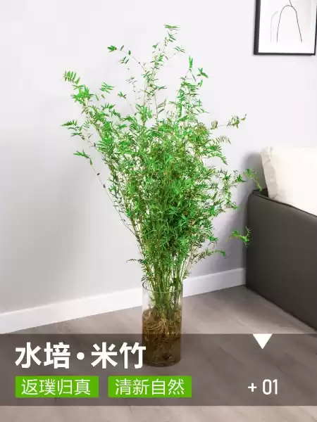 家养小米竹，妙招，提升家居运势,象征,气场,能量,第1张