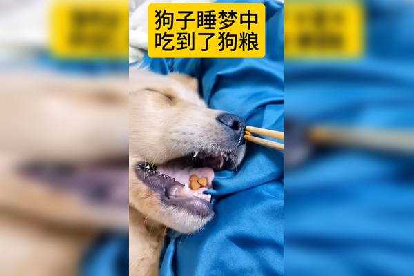 解读周公解梦，梦见狗喂奶的深层寓意,象征,解梦,合作,第1张