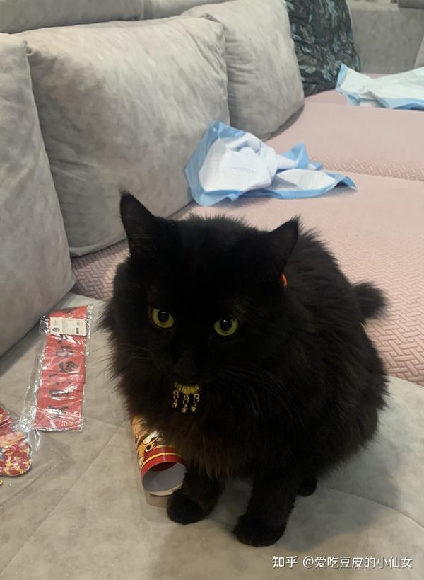 的拾猫，解读与启示,象征,解梦,自我,第1张