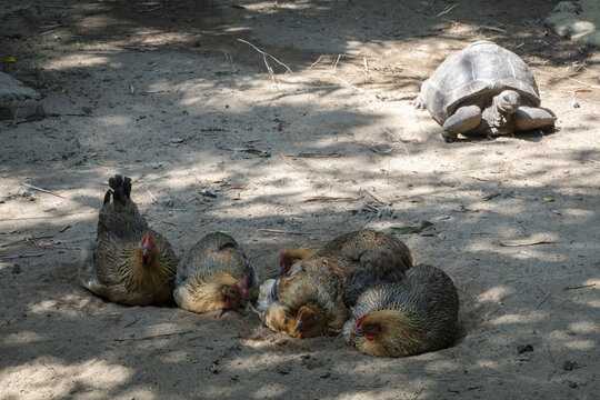 好,用户让我写一篇关于鸡足山金顶寺求签中平的文章,首先得确定标题。标题要简洁又能概括内容,比如鸡足山金顶寺求签中平,一场跨越时空的对话,象征,求签,寺庙,第1张 好,用户让我写一篇关于鸡足山金顶寺求签中平的文章,首先得确定标题。标题要简洁又能概括内容,比如鸡足山金顶寺求签中平,一场跨越时空的对话,象征,求签,寺庙,第1张