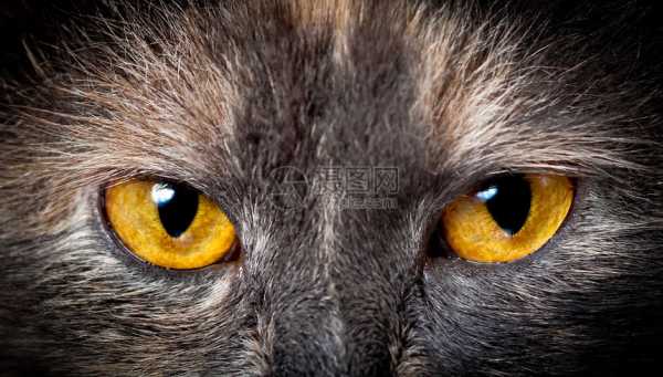 猫眼，解读生活中的隐喻与象征,象征,解梦,自我,第1张