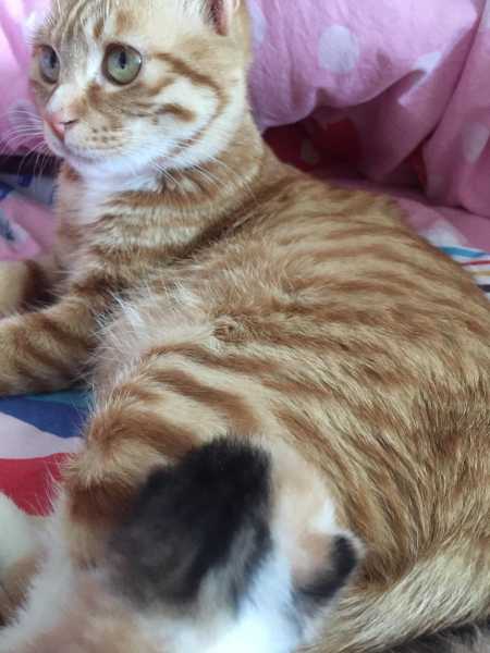 解梦猫生小猫，解读内心深处的渴望与新生,象征,解梦,自我,第1张