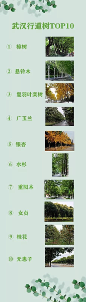 中家中花坛种什么树好，学与植物搭配的艺术,象征,事业,挑战,第1张